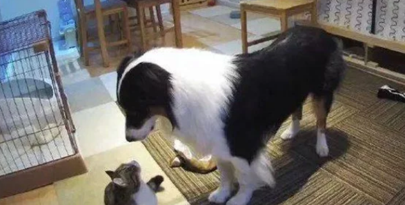 宠物玩具市场悄然升温：‘猫玩具’热度攀升背后的故事