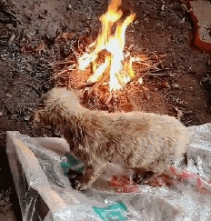 流浪狗被扔进河里,好心人救狗并生火增温,网友:再烤就熟了… 流浪狗被扔进河里,好心人救狗并生火增温,网友:再烤就熟了…