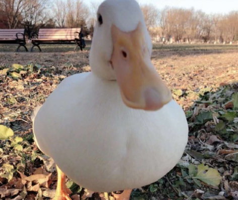 王珞丹寻鸭的鸭子品种 | 王珞丹帮友寻宠物鸭吉吉引热议，“柯尔鸭”是什么鸭？