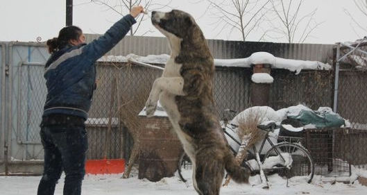 它是被称为野兽的猛犬,可与比特犬一战,胆小的人养不好这种犬 它是被称为野兽的猛犬,可与比特犬一战,胆小的人养不好这种犬