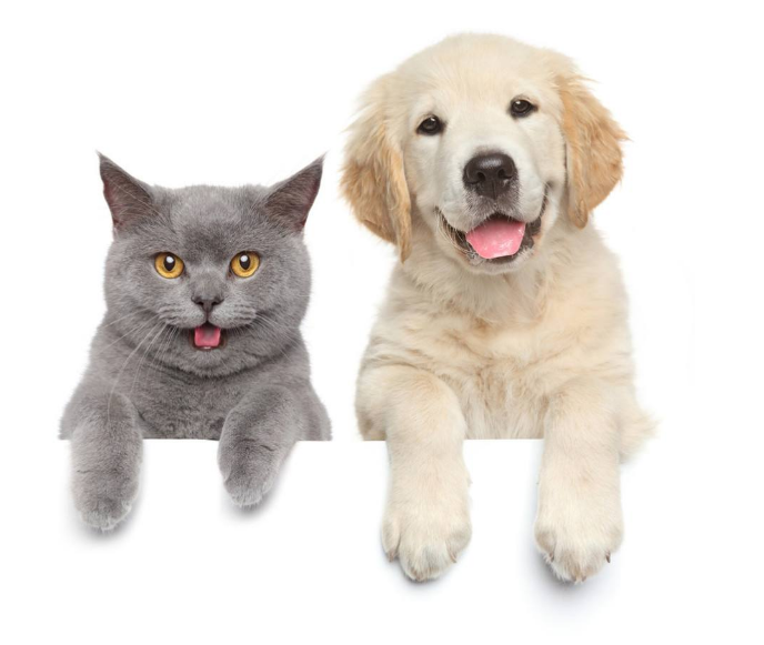猫狗出口手续 | 五一要来了！想携宠物出境必须准备好的几个证！
