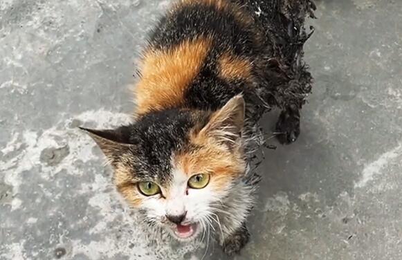 高颜值流浪猫却沾满胶水，受到伤害的猫咪躲在楼道角落里，获救后立马恢复本性