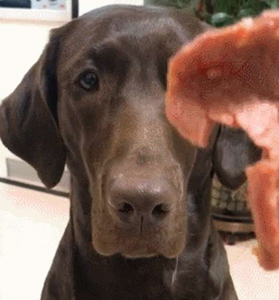 养了拉布拉多犬之后,生活开始发生巨变,再也不敢养了! 养了拉布拉多犬之后,生活开始发生巨变,再也不敢养了!