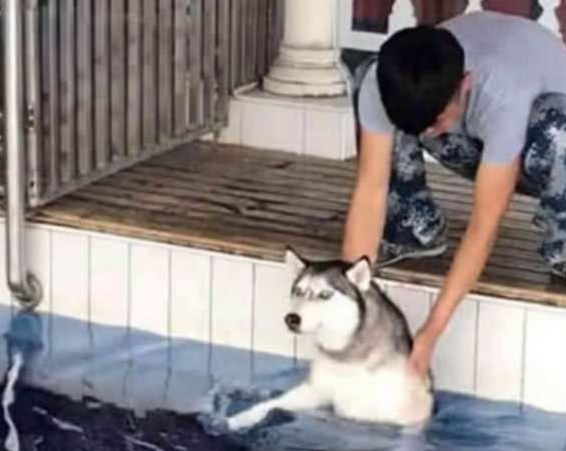 二哈用生命抗拒游泳，被主人强行推下水后，哈士奇秒变哈士鳄