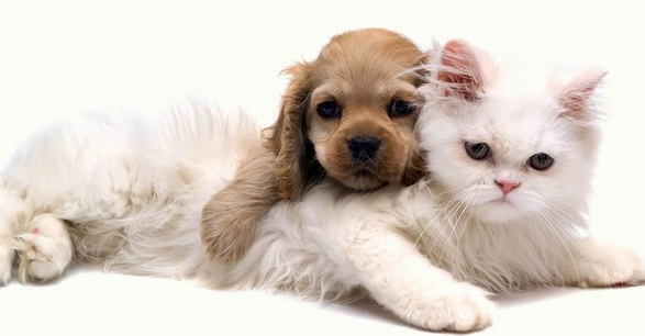 动物狗和猫的欢乐时光 | 融化的爱：可爱狗狗和萌猫的快乐生活