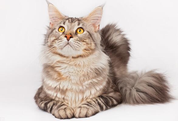 一只缅因猫从佛山托运到长沙的案例分享！
