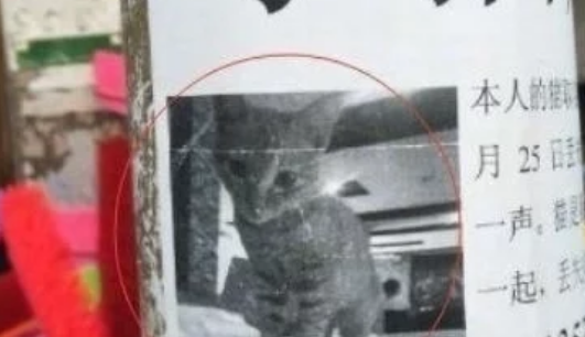主人登寻猫启示，看到猫咪名字的那一刻，网友：难怪离家出走