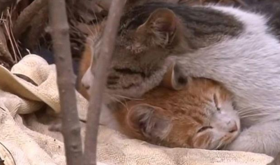 两只流浪猫相依为命，好朋友被抓捕后，猫咪不舍好友，也想跟着走 