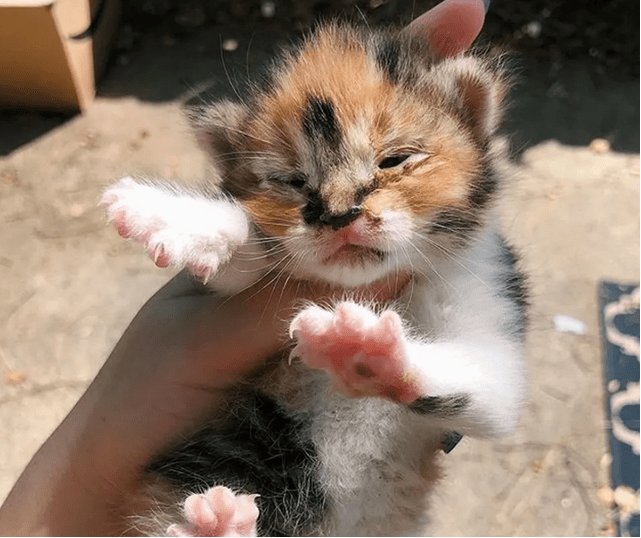 捡到一只小猫,对着家中狗狗喵喵大叫:本喵不会害怕你的!