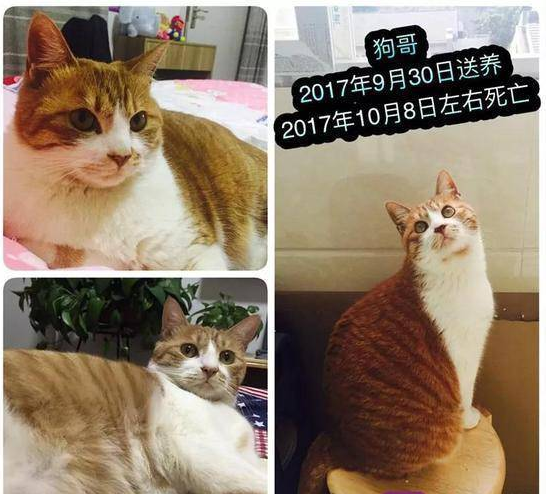 男子收养9只猫 半年时间却相继摔死失踪