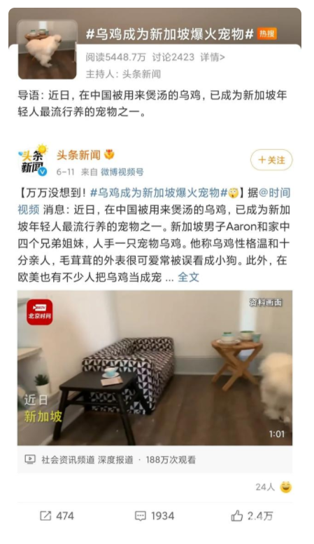 广东人用来煲汤的乌鸡,在国外居然成了网红萌宠…… 广东人用来煲汤的乌鸡,在国外居然成了网红萌宠……
