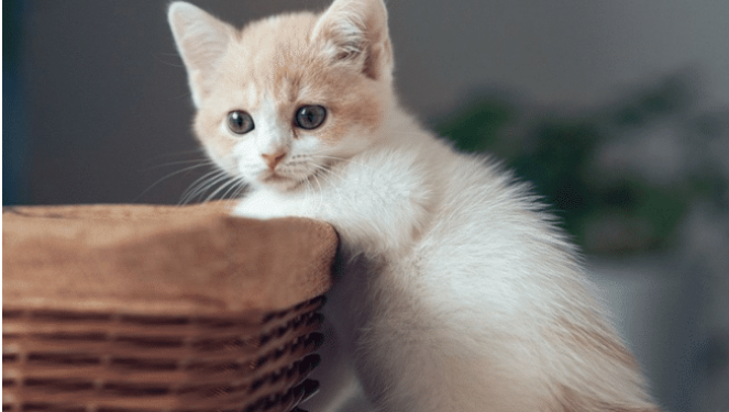 家里养了两只宠物猫,时不时就打上一架,这时主人该如何是好? 家里养了两只宠物猫,时不时就打上一架,这时主人该如何是好?