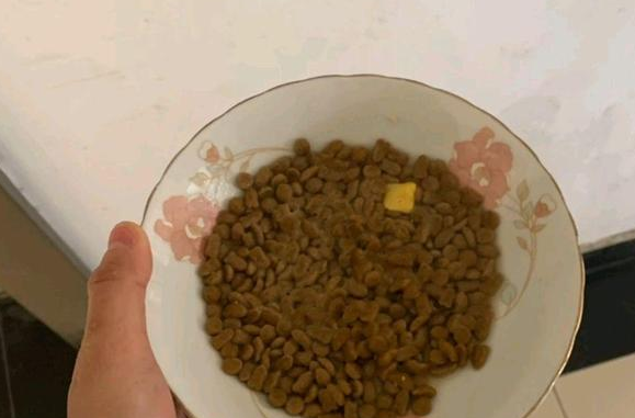 女孩救助小猫却不想养,她让小猫自己坚持住,一周后还是养了! 女孩救助小猫却不想养,她让小猫自己坚持住,一周后还是养了!