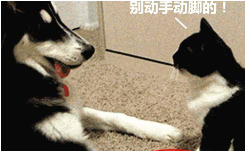 狗狗主动向猫咪示好，反被扇了个耳光，满脸都是不敢相信 