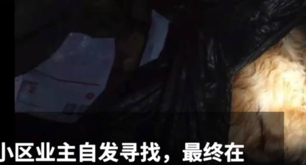 男子深夜醉酒后虐狗,女儿目睹全过程,女儿哀求:爸爸,狗狗死了 男子深夜醉酒后虐狗,女儿目睹全过程,女儿哀求:爸爸,狗狗死了