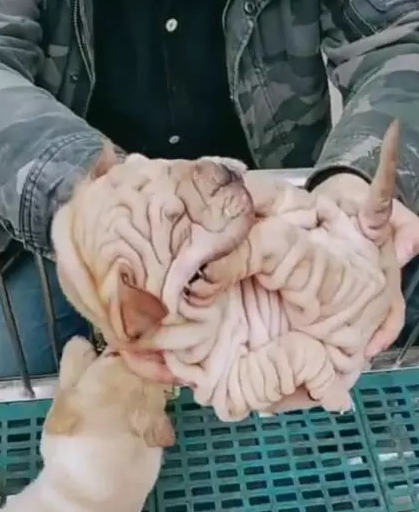 男子花2万买回宠物犬,远看像大肠,卖家却说赚大了! 男子花2万买回宠物犬,远看像大肠,卖家却说赚大了!