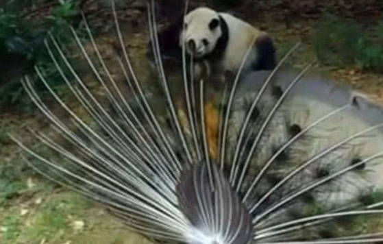 大熊猫想拔孔雀的毛，愣是追了一路，孔雀气哭：国宝就能为所欲为