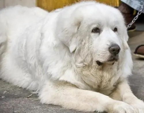 大型犬为啥寿命短 | 大型犬的寿命普遍比小型犬短，你知道原因吗？