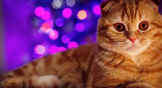 傲娇的猫咪犯错被教训时的三种表现，你它们喜欢哪一种？