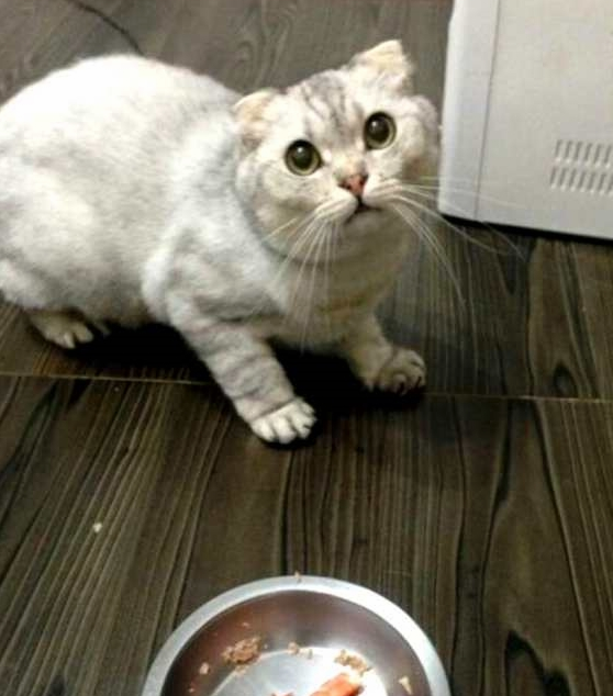 主人给猫咪加大餐,没想却把猫咪给搞懵:这难道是散伙饭? 主人给猫咪加大餐,没想却把猫咪给搞懵:这难道是散伙饭?