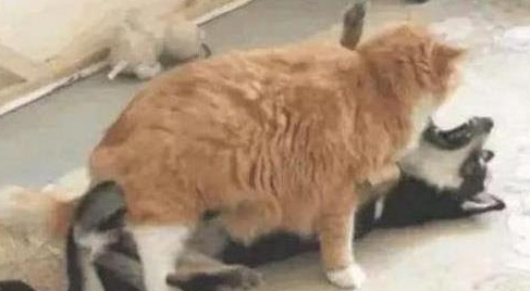 把橘猫和二哈留在家,下班回来一看笑得胃抽筋:果然一物降一物