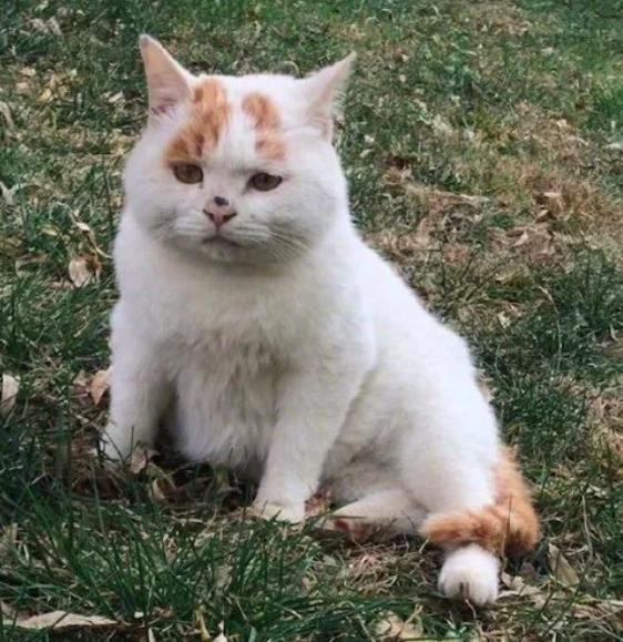 猫咪看到主人去摸别的猫，下一秒就要哭出来了，猫：我不够可爱吗