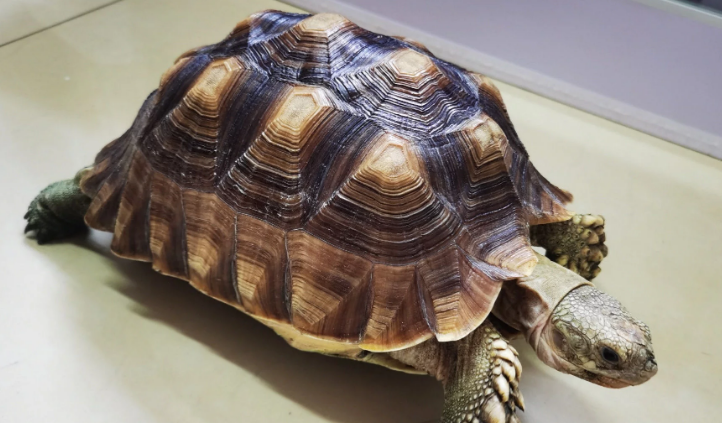 二级保护动物当宠物饲养?长安警方查处一起危害珍贵、濒危野生动物案件