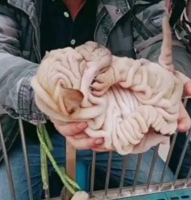 中国稀有古犬，在国外是非常值钱，老外花2万买走了