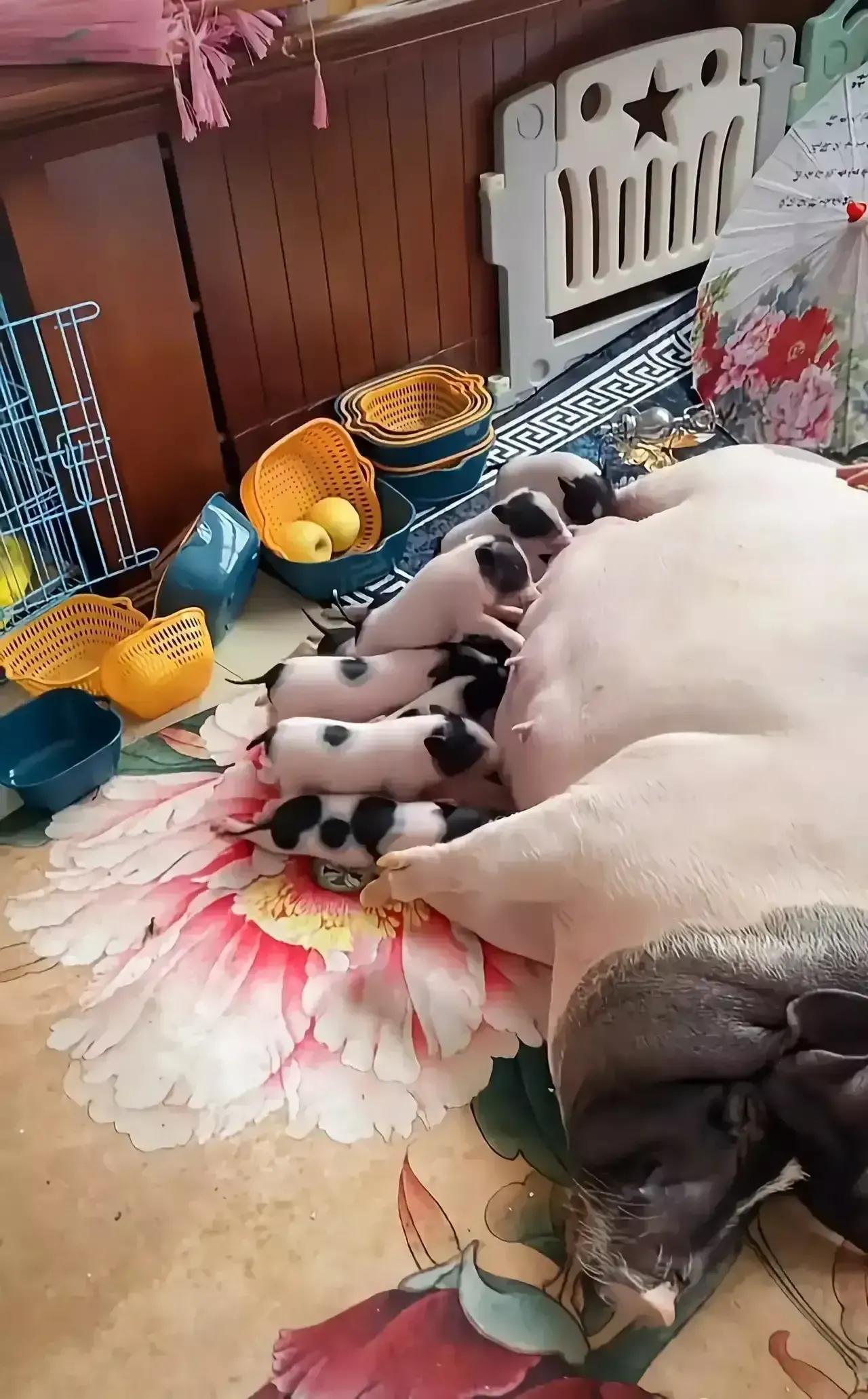 有位单身阿姨觉得一个人太孤单,把猪当宠物养