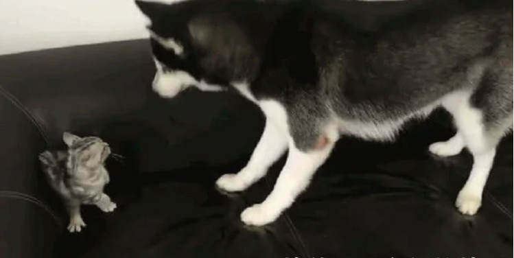 二哈想与小奶猫玩耍，不想却遭猫妈拳打脚踢，二哈：就玩一会嘛