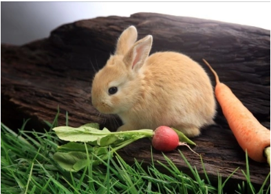 为啥幼兔不能吃水果 | 小兔子能吃什么水果 吃多水果易长蛀牙