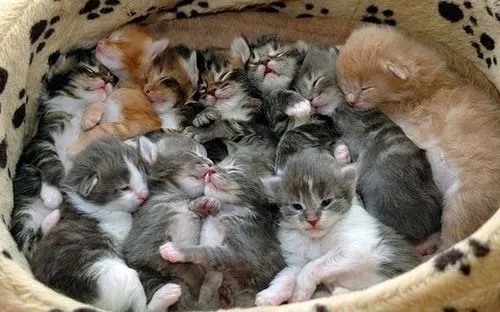 猫咪一窝可能有几个爸爸 | 同一窝小猫可不可能有好几个爸爸?