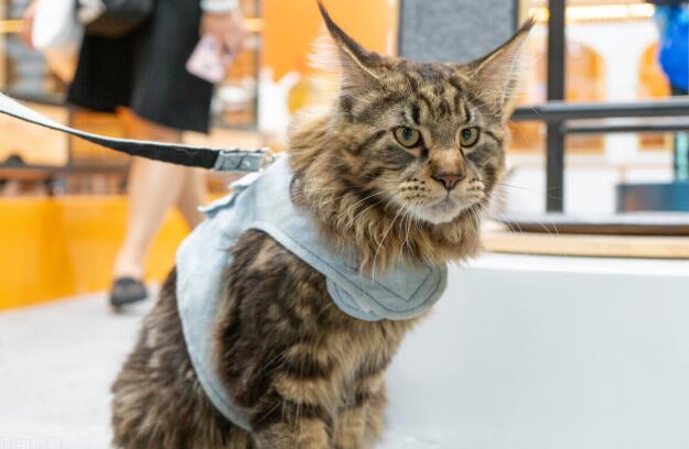 一只缅因猫从佛山托运到长沙的案例分享! 一只缅因猫从佛山托运到长沙的案例分享!
