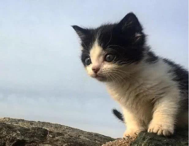在海滩发现一只小猫，女子和它打了个招呼，猫咪就跟回家了