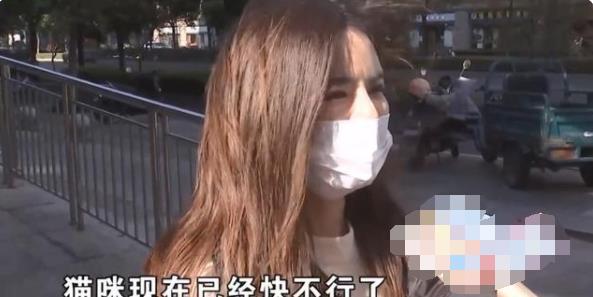 女子买猫刚一周就被确诊猫瘟，店家实力甩锅：过保质期概不负责