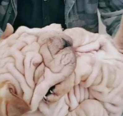 中国稀有古犬,在国外是非常值钱,老外花2万买走了 中国稀有古犬,在国外是非常值钱,老外花2万买走了