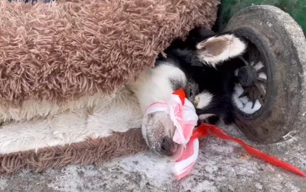 犬瘟后期被绑住嘴抛弃的哈士奇，如今全身不能动，可它还是尽量表达着感激