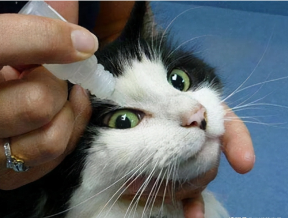 猫咪生病了怎么办？这几种疾病在家治疗比去宠物医院靠谱