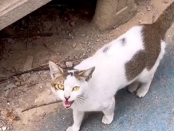 流浪猫妈妈拦住路人:能给我一些食物吗?一点点就好,孩子们很饿 流浪猫妈妈拦住路人:能给我一些食物吗?一点点就好,孩子们很饿