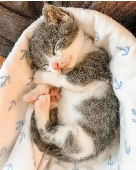 我给家里的小奶猫喂了牛奶，结果却差点失去它