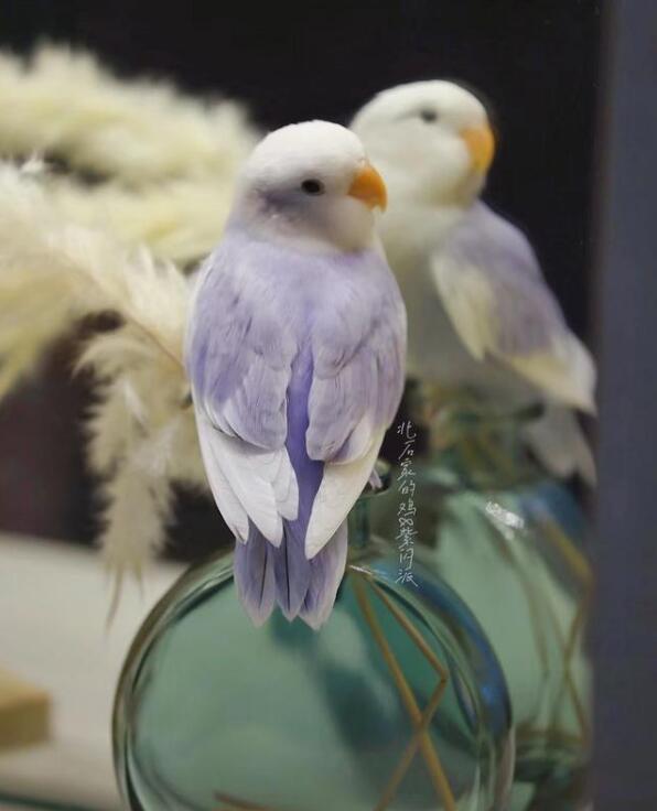 桃面爱情鹦鹉可以养吗,桃面爱情鹦鹉吃什么,桃面爱情鹦鹉怎么养