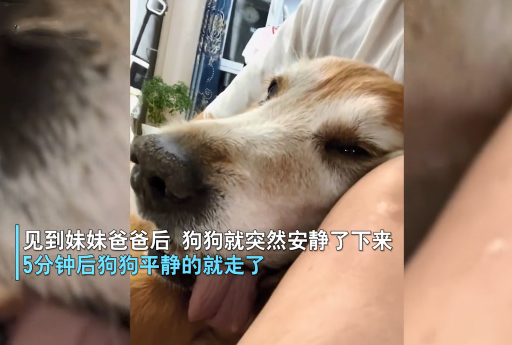 狗狗临终前,为了见主人最后一面痛苦强撑,汪:终于等到你了