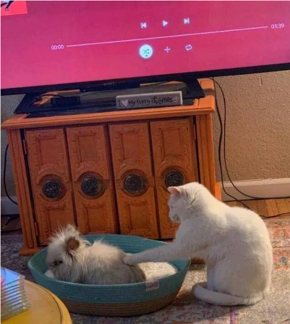 网友晒自家怂猫，被兔子欺负惨了都不敢反抗，猫：妈，你也不管管 