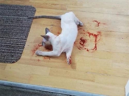 这一幕几乎让猫主人心脏病发作，猫咪的晚餐被没收了