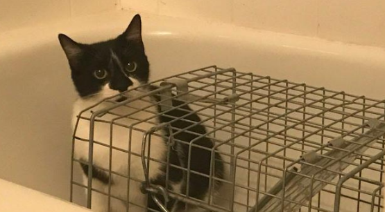 小猫被人类给拐走,猫妈气愤出走!一年后,它还是主动回来了! 小猫被人类给拐走,猫妈气愤出走!一年后,它还是主动回来了!