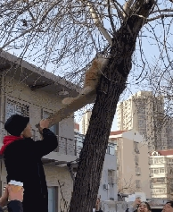 白猫带猫崽学爬树，猫崽惧怕险些坠落，白猫的举动暖心了……