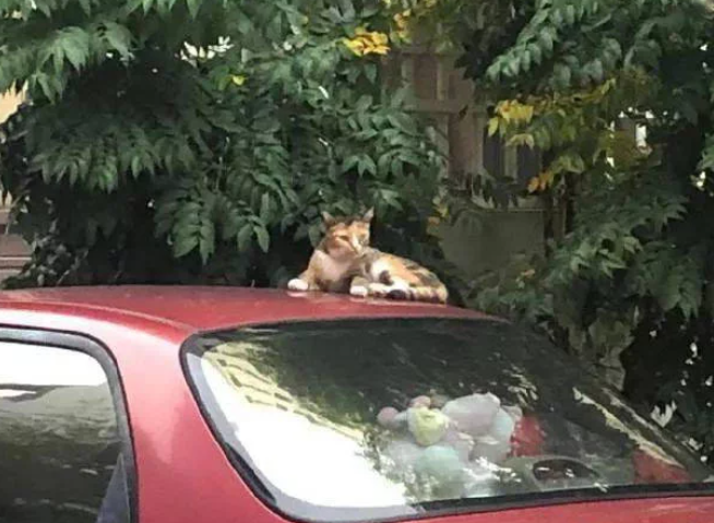 路边偶遇一只流浪猫，忍不住被它的花色所吸引太霸气了吧