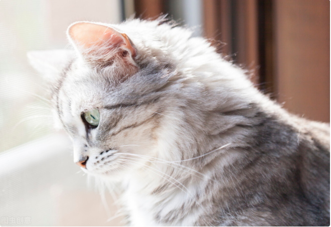 人去世后为何不能让猫靠近尸体，这不是迷信，背后有科学依据