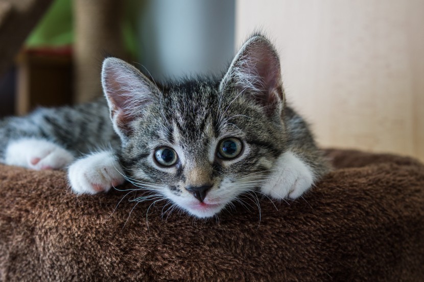 主人晒小奶猫吃橘子，画面让人萌化，评论炸了：最好别吃！