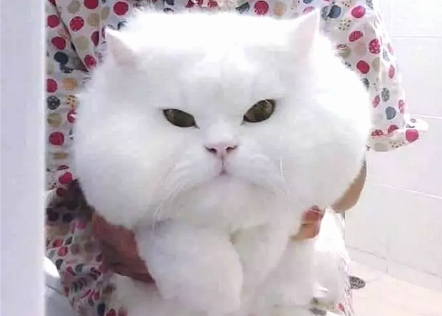 女子送给奶奶一只猫咪，半年后看清猫咪的样子，直接傻眼了